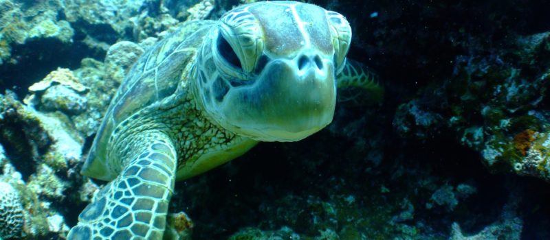 Tortugas en su medio Natural en La Riviera Maya. Flora y Fauna en La Riviera Maya